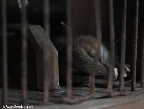  گیر افتادن موش در تله 155 ساله 